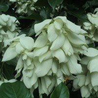 Mussaenda philippica A.Rich.